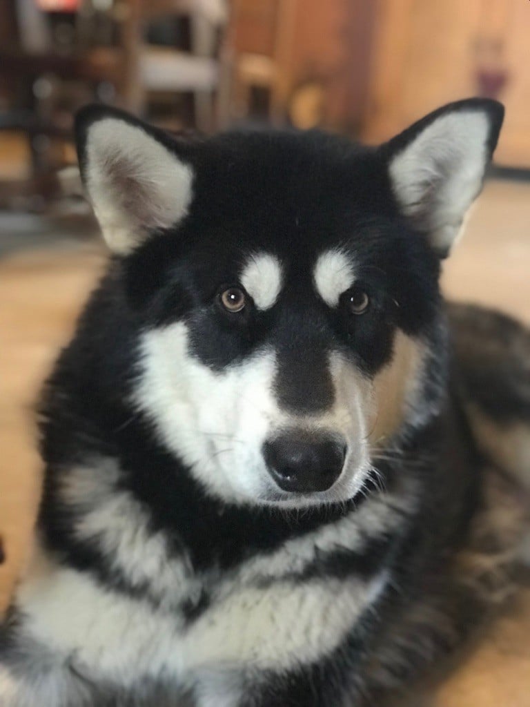 Nashoba Spirit's - Alaskan Malamute - Portée née le 29/02/2024