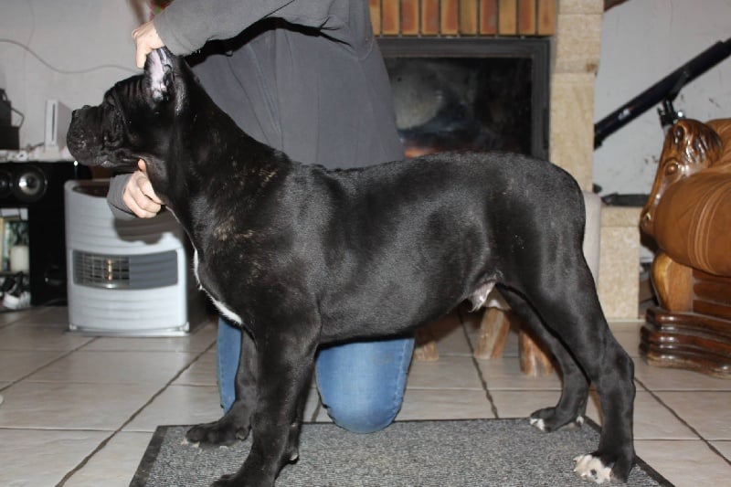 Dei Custodi Della Campagna - Chiots disponibles - Cane Corso