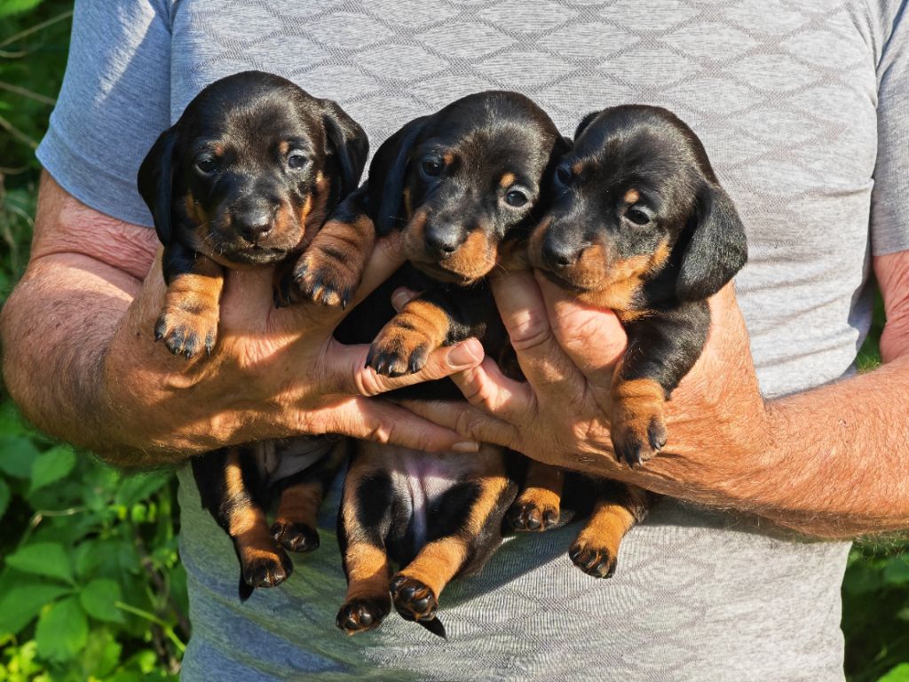 chiots nés le 19 mai