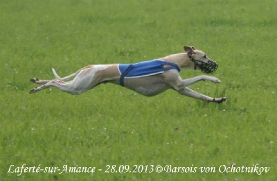 Du Cèdre Bleu De Monette - Coursing international de Laferté sur Amance...