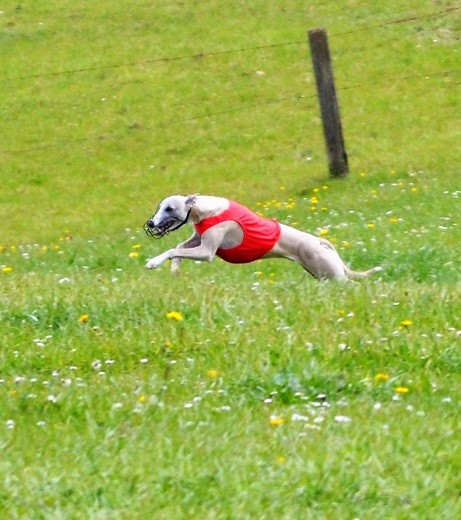 Du Cèdre Bleu De Monette - Coursing international de Lorcé (Belgique) - dimanche 7 mai 2017.... 