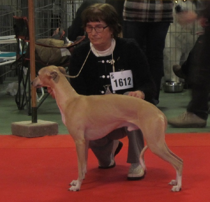 Du Cèdre Bleu De Monette - CACIB Bourges - dimanche 21 février 2016...