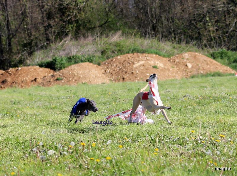 Du Cèdre Bleu De Monette - PVL nationale - Mouthiers (16) - dimanche 9 avril 2017...