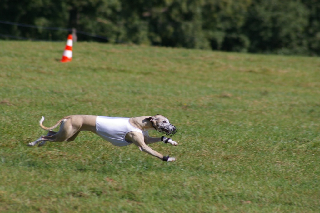 Du Cèdre Bleu De Monette - Coursing international d'Amermont (Belgique) - 24-25 /09/2016...