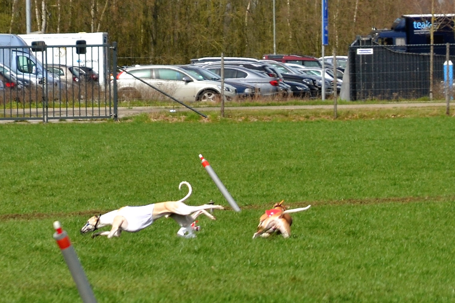 Du Cèdre Bleu De Monette - Coursing international de Kronenberg (Hollande) - 7&8 /04/2018... 