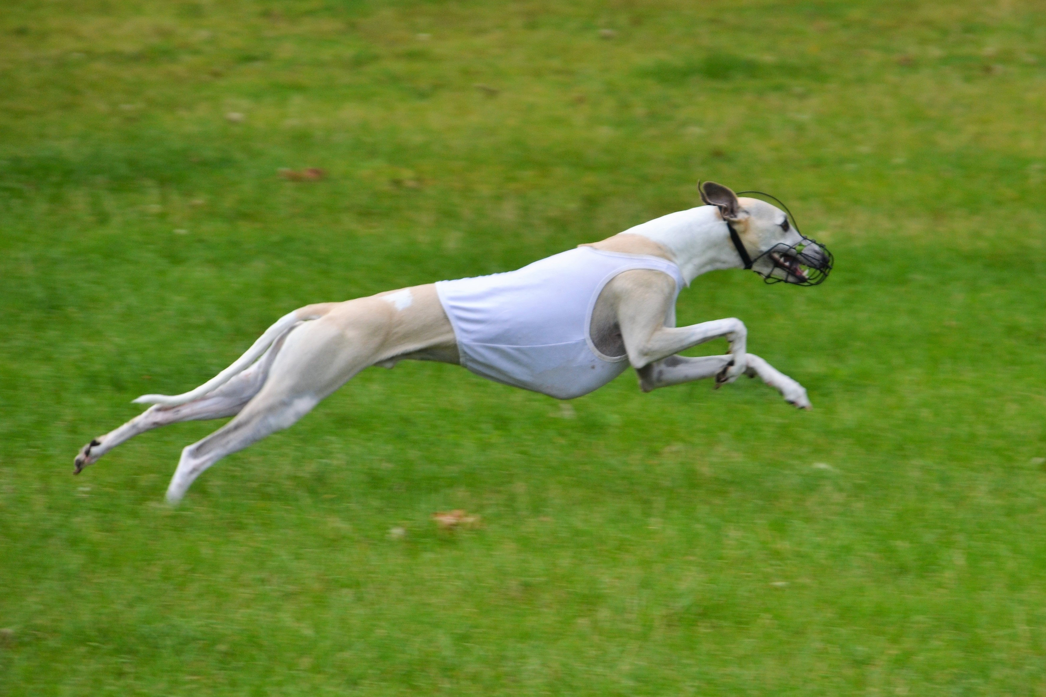 Du Cèdre Bleu De Monette - Coursing international de Beringen(Belgique) - samedi 29 juillet 2017 