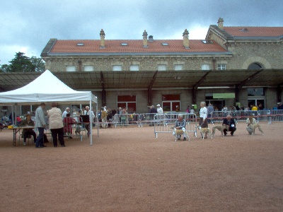 Du Cèdre Bleu De Monette - EXPOSITION nationale de Châtel-Guyon 7 août 2011 