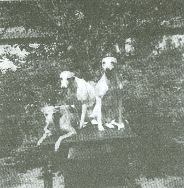 Du Cèdre Bleu De Monette - Retour sur les origines de Florette , notre première whippet...