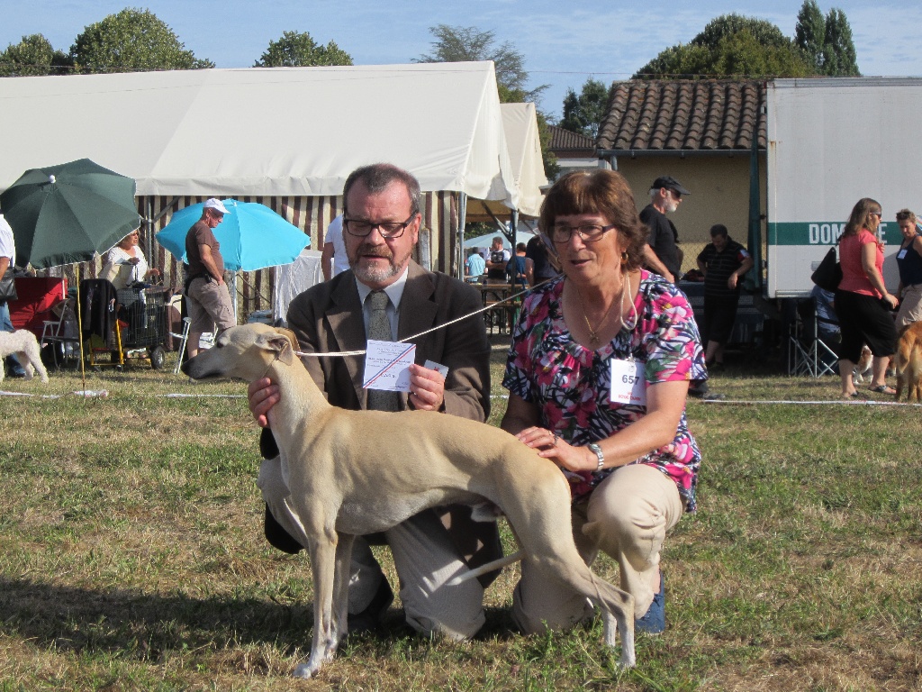 Du Cèdre Bleu De Monette - Exposition nationale de Sorges en Périgord (24) - dimanche 04/09/2016.