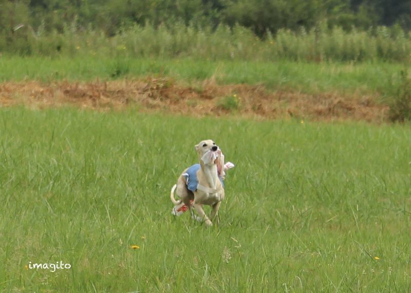 Du Cèdre Bleu De Monette - PVL de Pleumartin (86) - dimanche 5 juillet 2015...