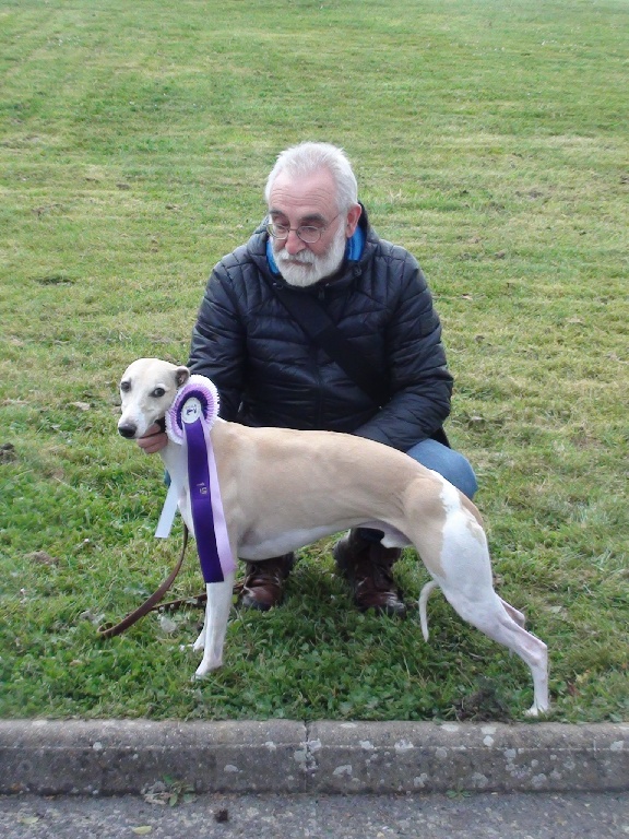 Du Cèdre Bleu De Monette - Coursing international de Rougé (44) -dimanche 3 avril 2016...