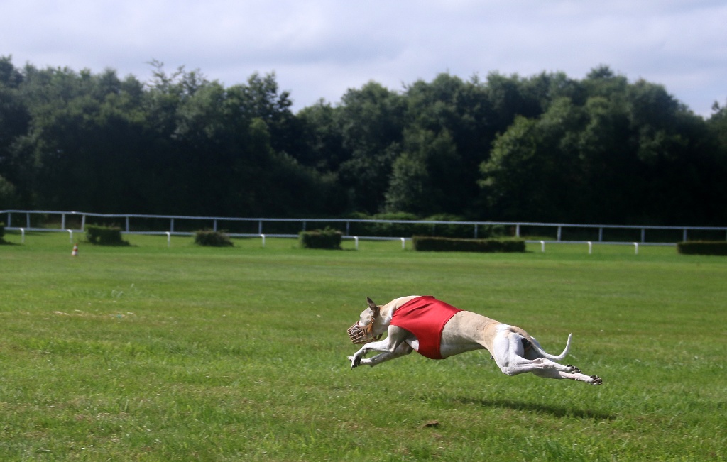 Du Cèdre Bleu De Monette - Coursing international de Morlaix (29) - samedi 23 juillet 2016...