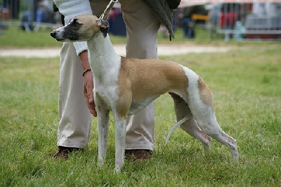 Du Cèdre Bleu De Monette - Coursing international d'Amermont (Belgique) 8 et 9 octobre 2011