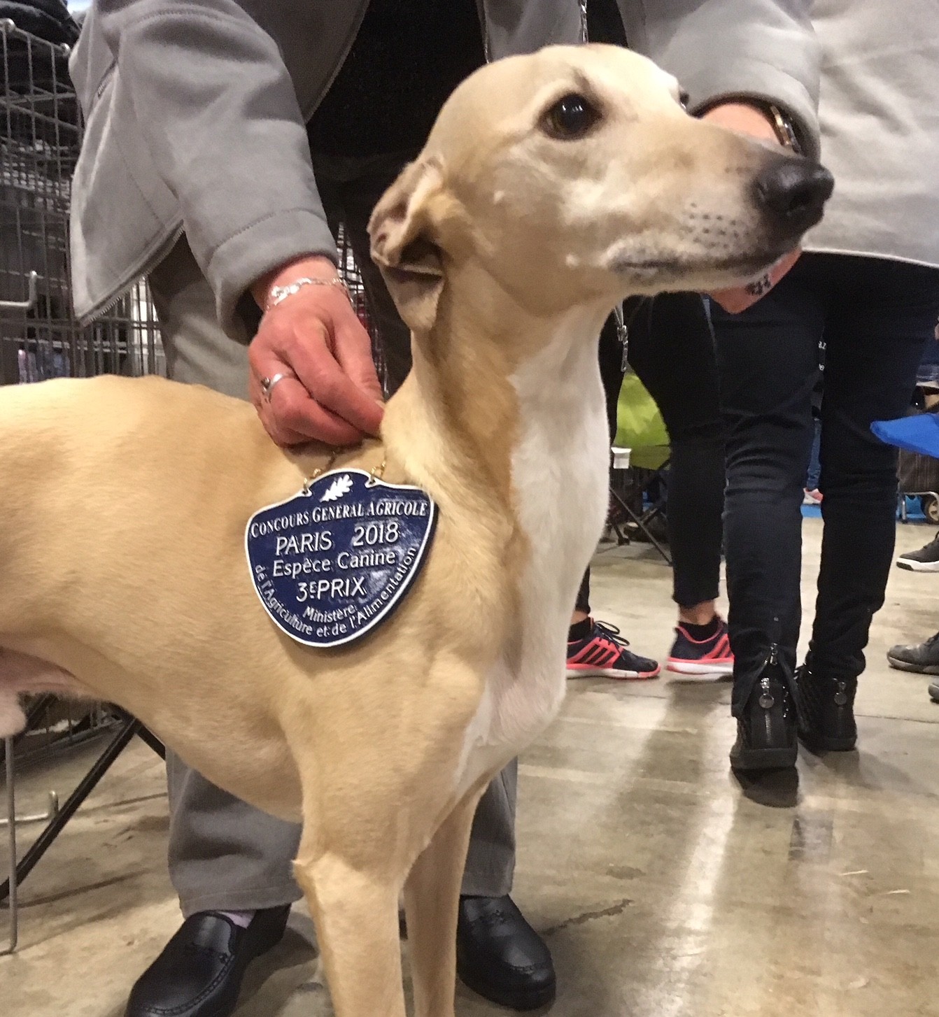 Du Cèdre Bleu De Monette - CGA canin 2018 - Résultats...