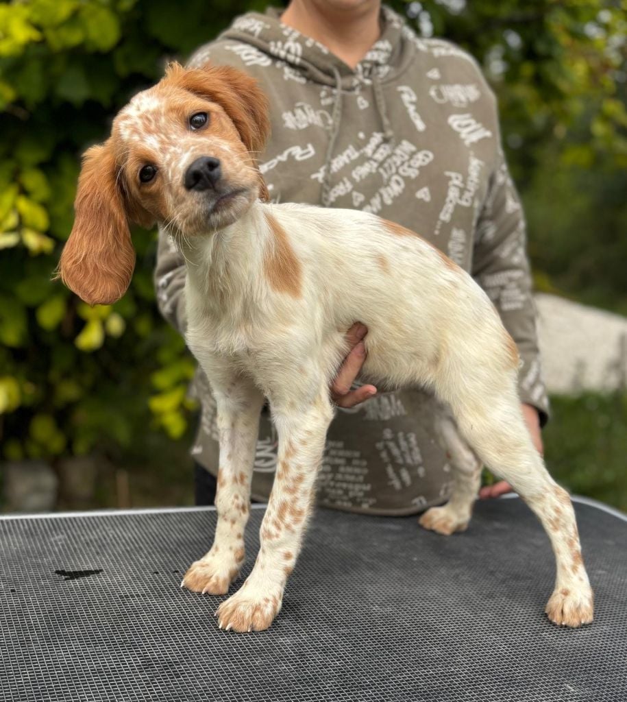 Du Paradis D'oliver - Chiots disponibles - Epagneul Breton