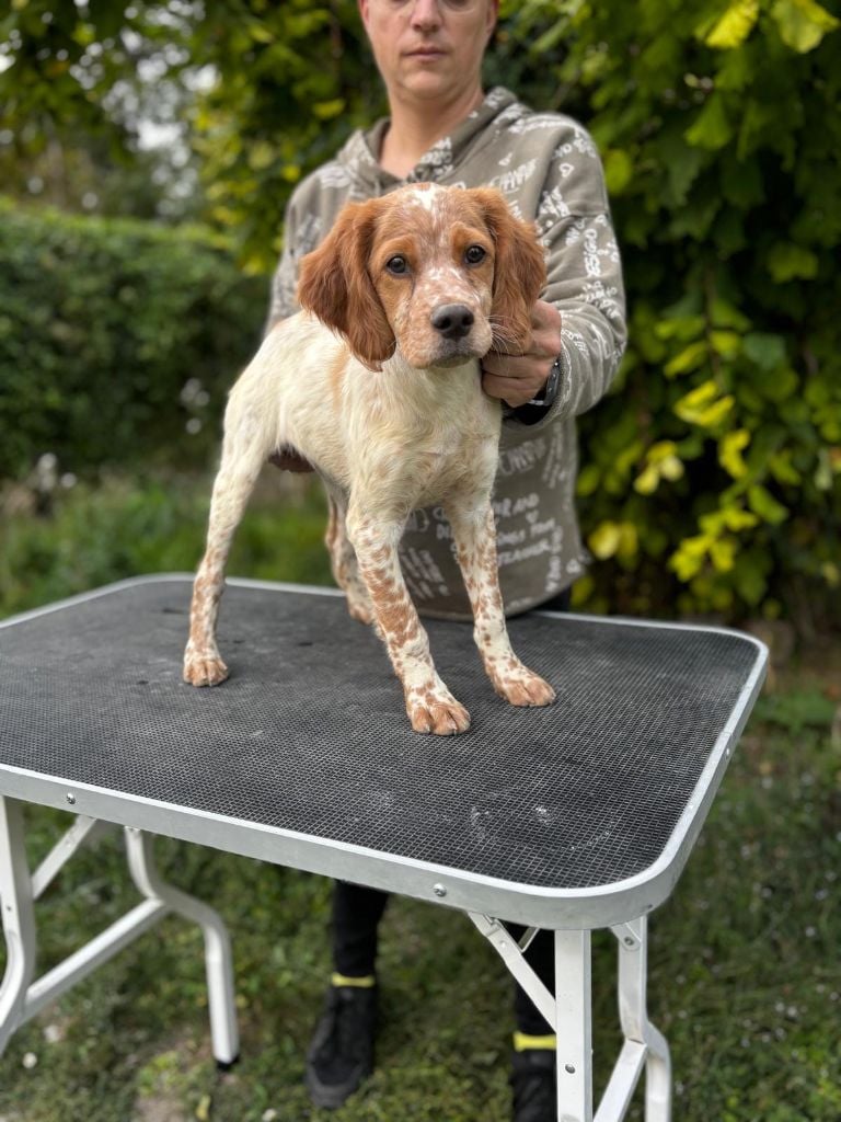 Du Paradis D'oliver - Chiots disponibles - Epagneul Breton