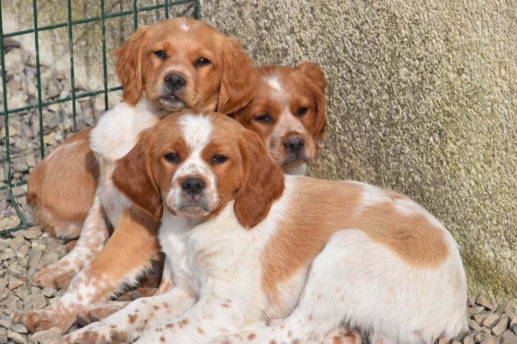 Du Grand Etricher - Chiots Epagneuls Bretons Disponibles 