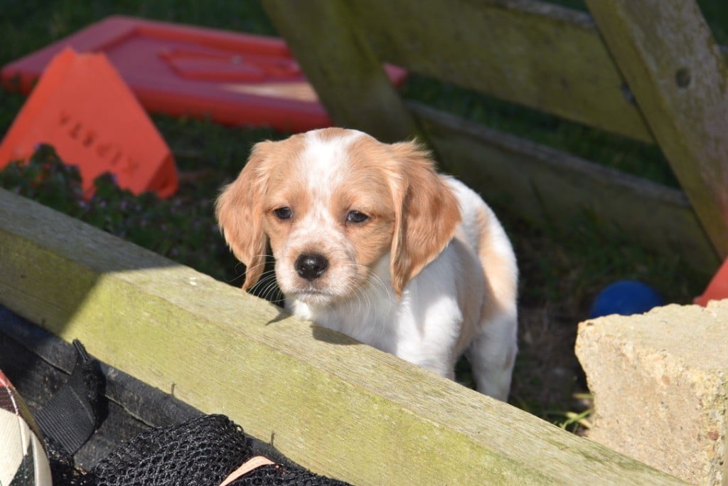 Du Grand Etricher - Chiots disponibles - Epagneul Breton