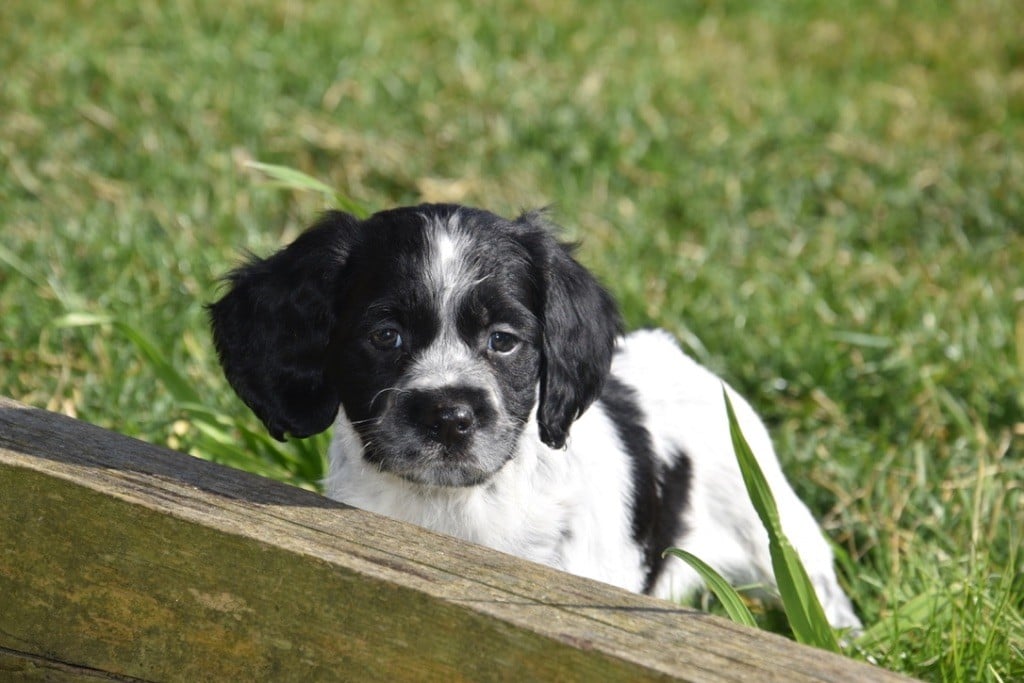 Du Grand Etricher - Chiots disponibles - Epagneul Breton