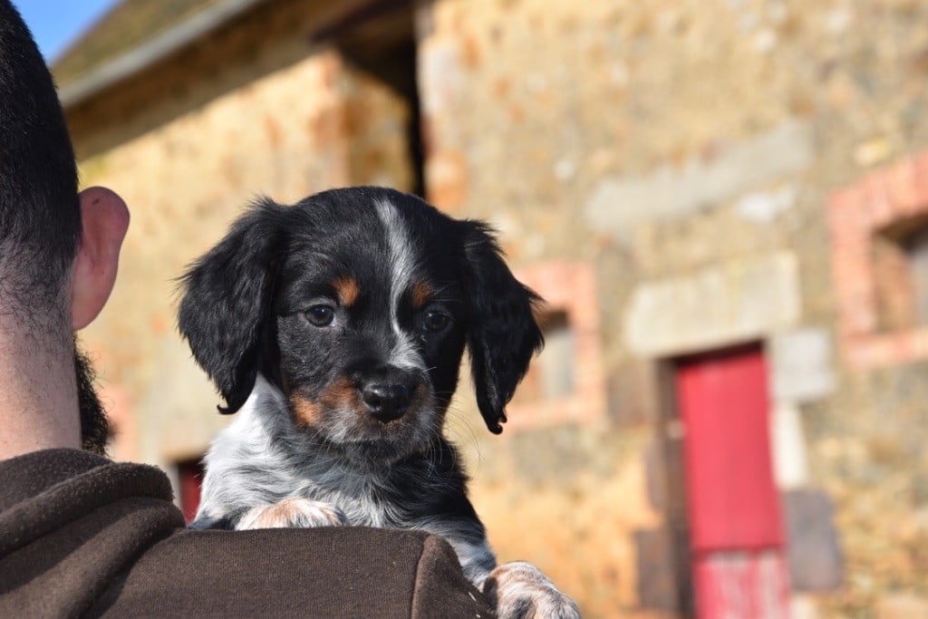 Du Grand Etricher - Chiots disponibles - Epagneul Breton