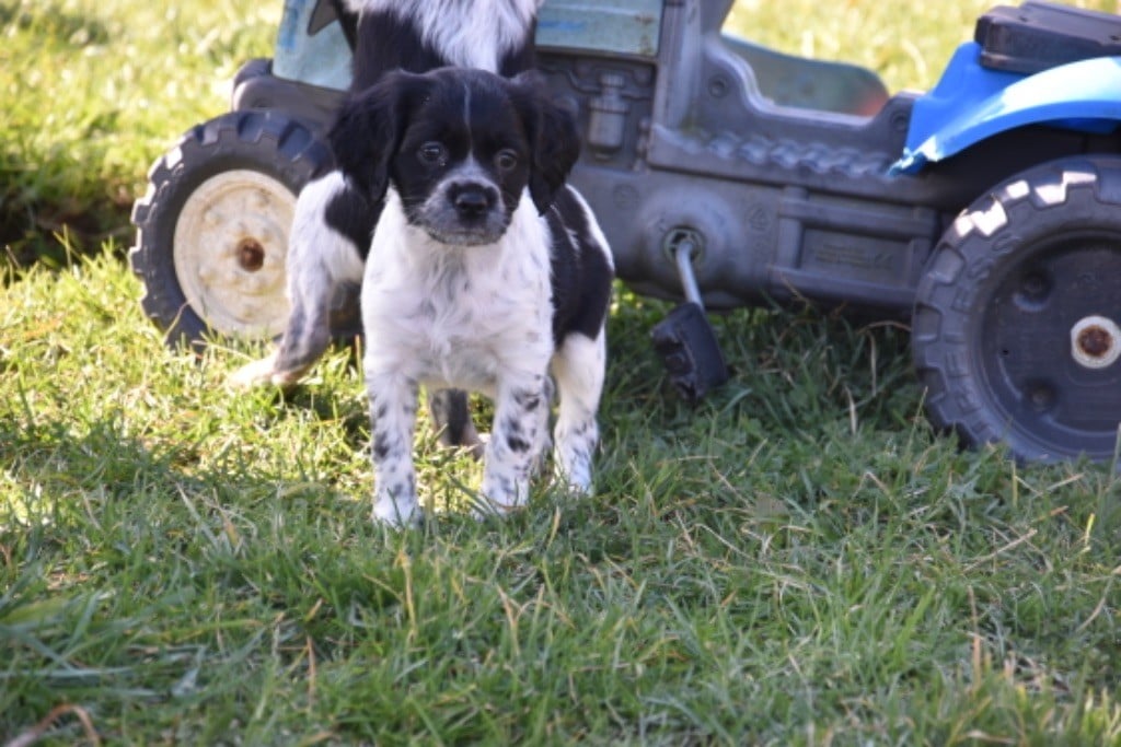 Du Grand Etricher - Chiots disponibles - Epagneul Breton