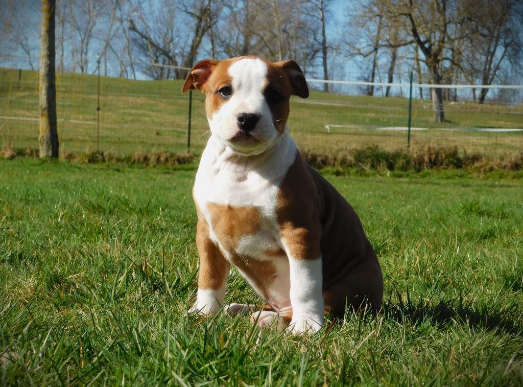 Du Paradis D'Eole - Chiots disponibles - American Staffordshire Terrier