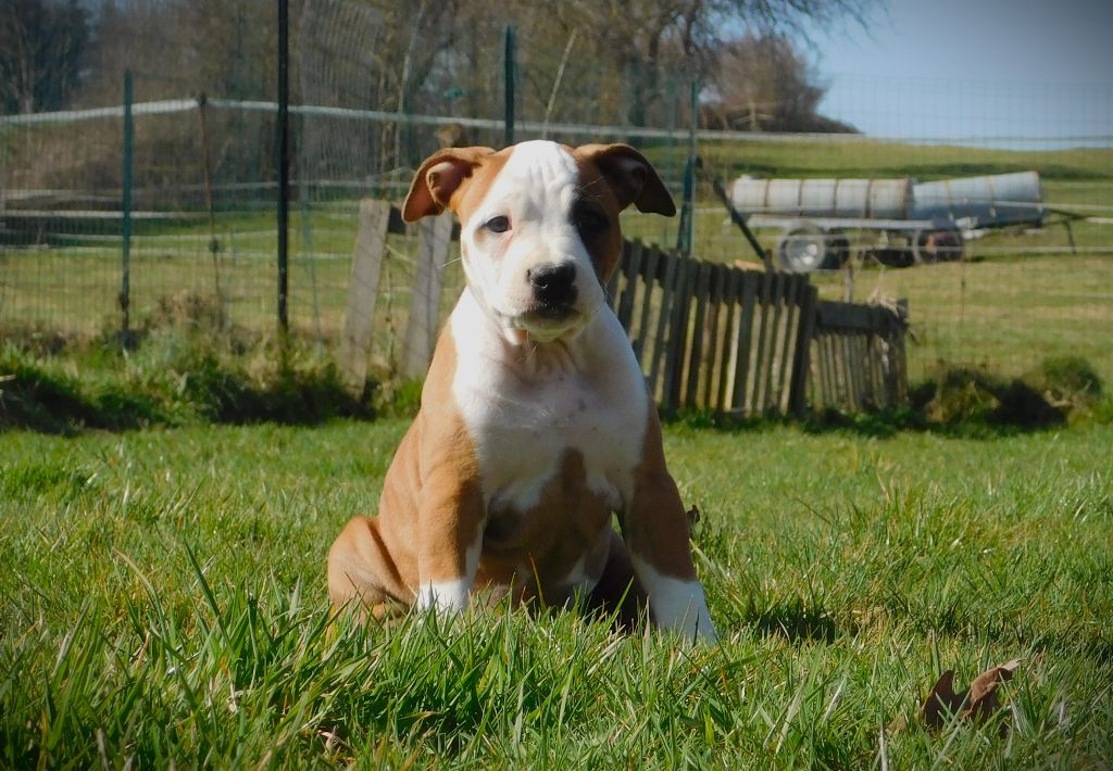 Du Paradis D'Eole - Chiots disponibles - American Staffordshire Terrier