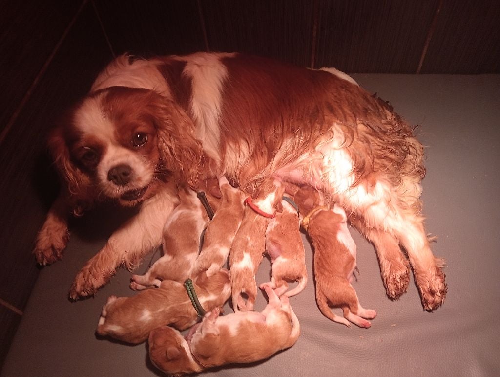 Du Paradis D'Eole - Cavalier King Charles Spaniel - Portée née le 23/12/2024