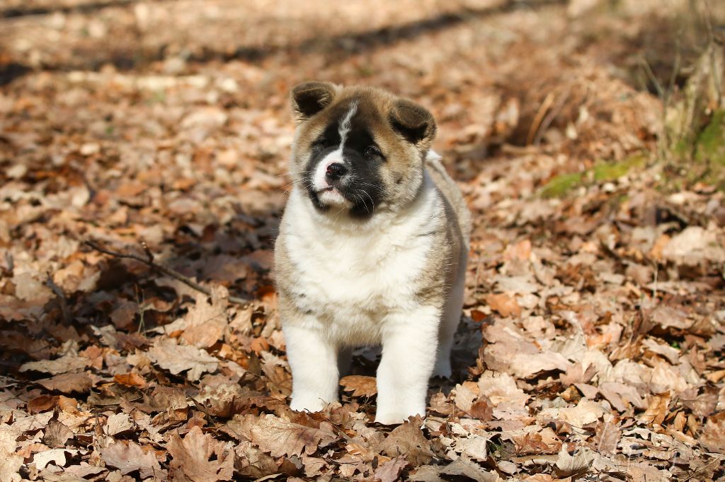 Not Fancy - Chiots disponibles - Akita americain