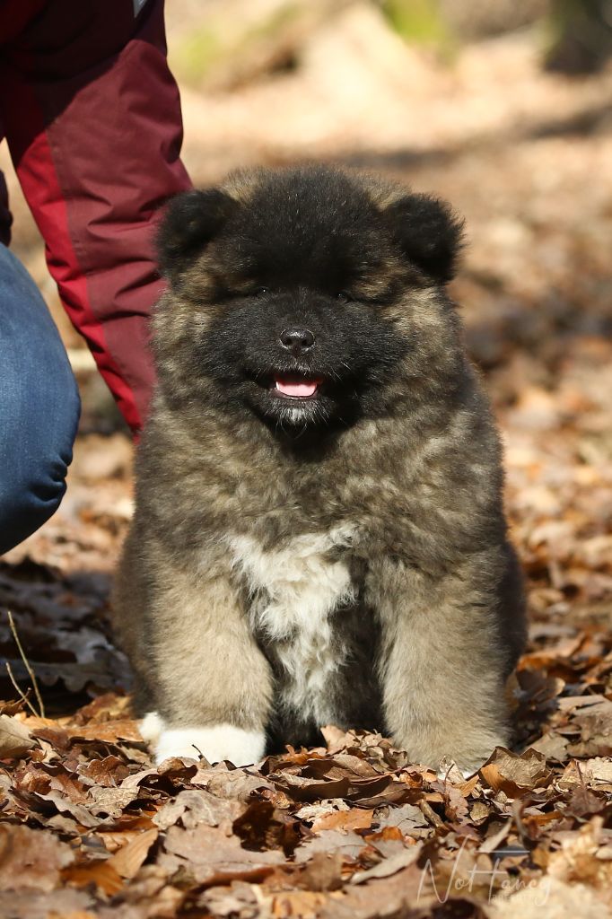 Not Fancy - Chiots disponibles - Akita americain