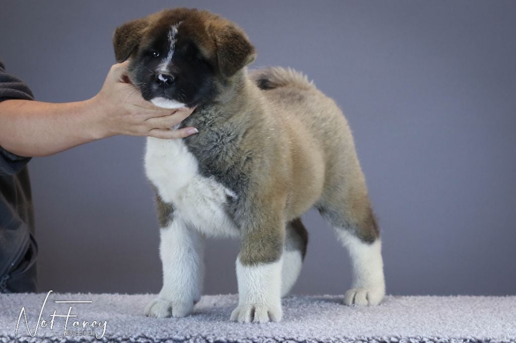 Not Fancy - Chiots disponibles - Akita americain