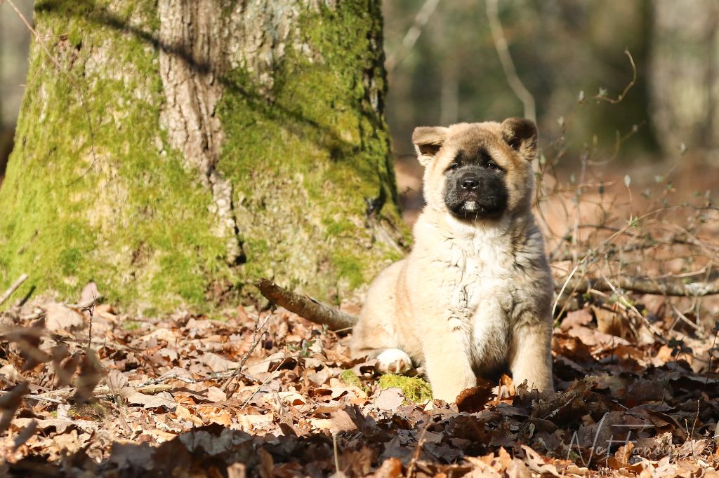 Not Fancy - Chiots disponibles - Akita americain