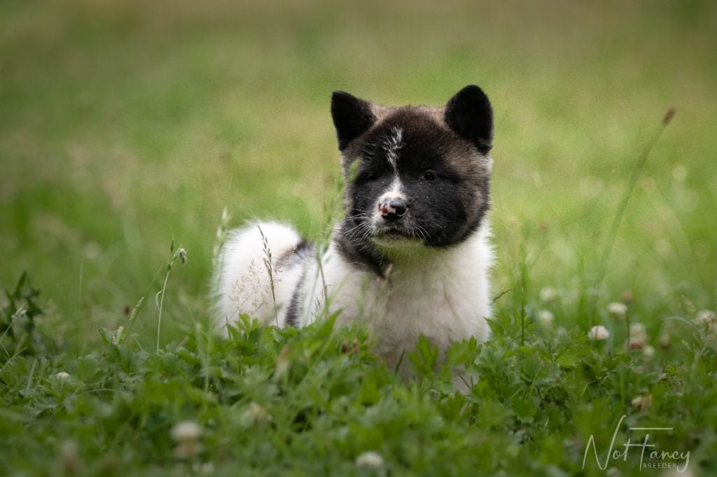 Not Fancy - Chiots disponibles - Akita americain