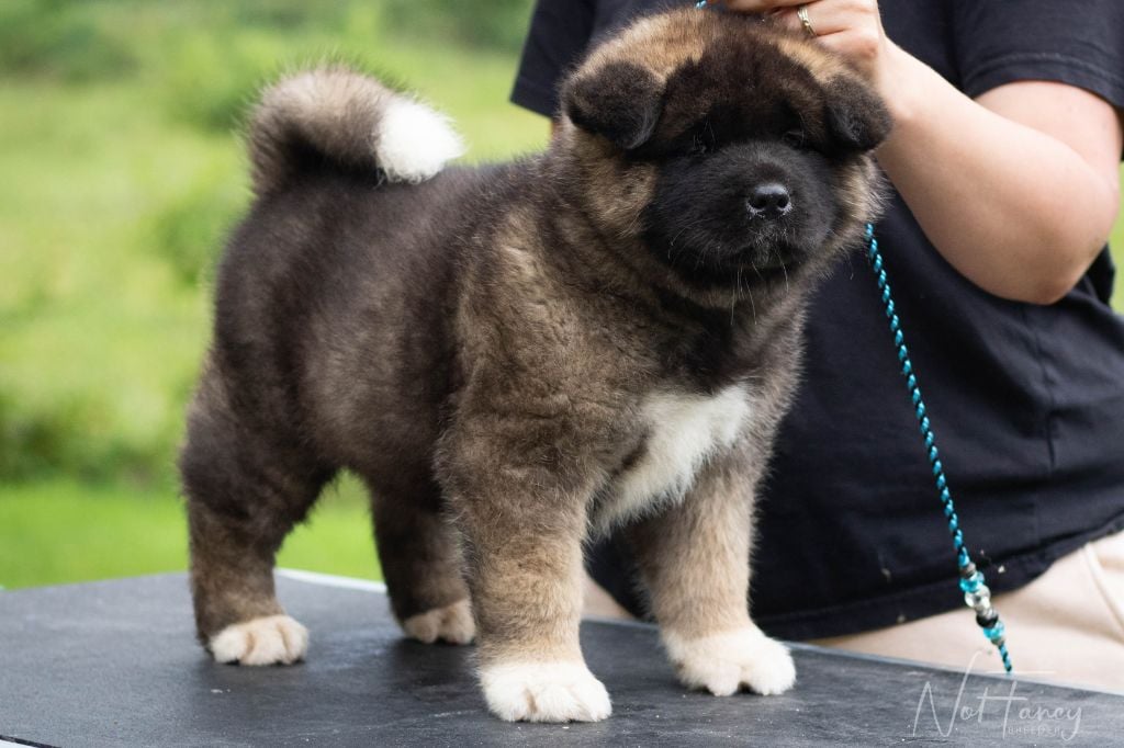 Not Fancy - Chiots disponibles - Akita americain