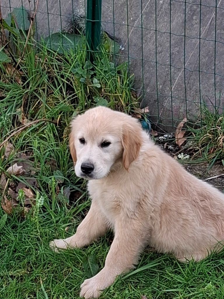 Des Trois G - Chiots disponibles - Golden Retriever