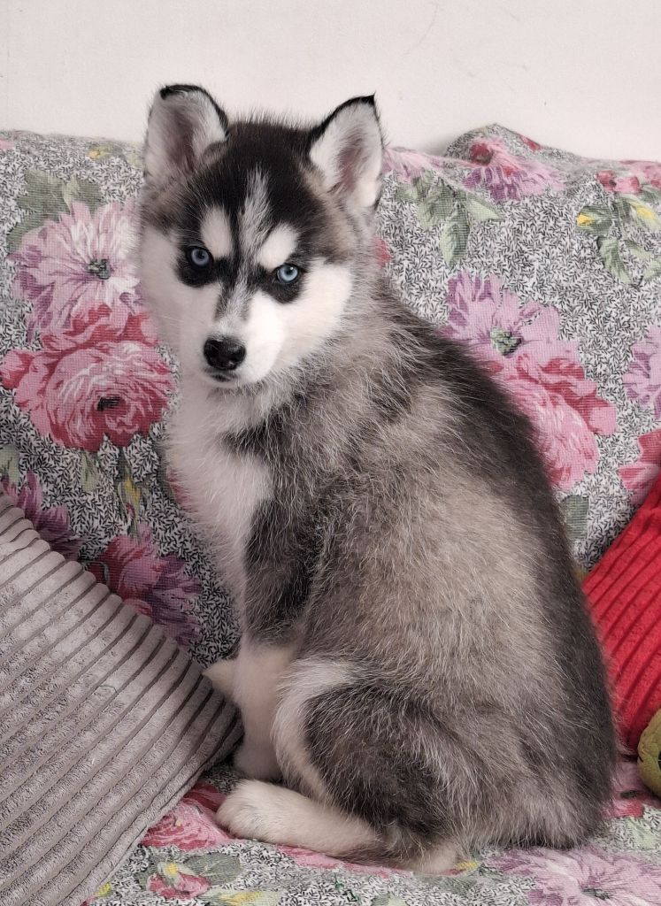 Des Trois G - Chiots disponibles - Siberian Husky