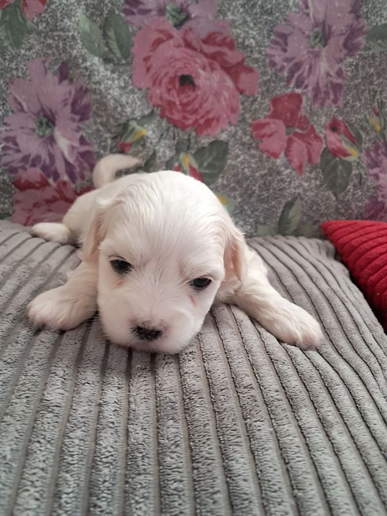 Des Trois G - Chiots disponibles - Coton de Tulear