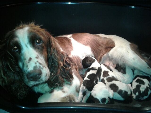 Du Soleil De Naconne - English Springer Spaniel - Portée née le 08/06/2018