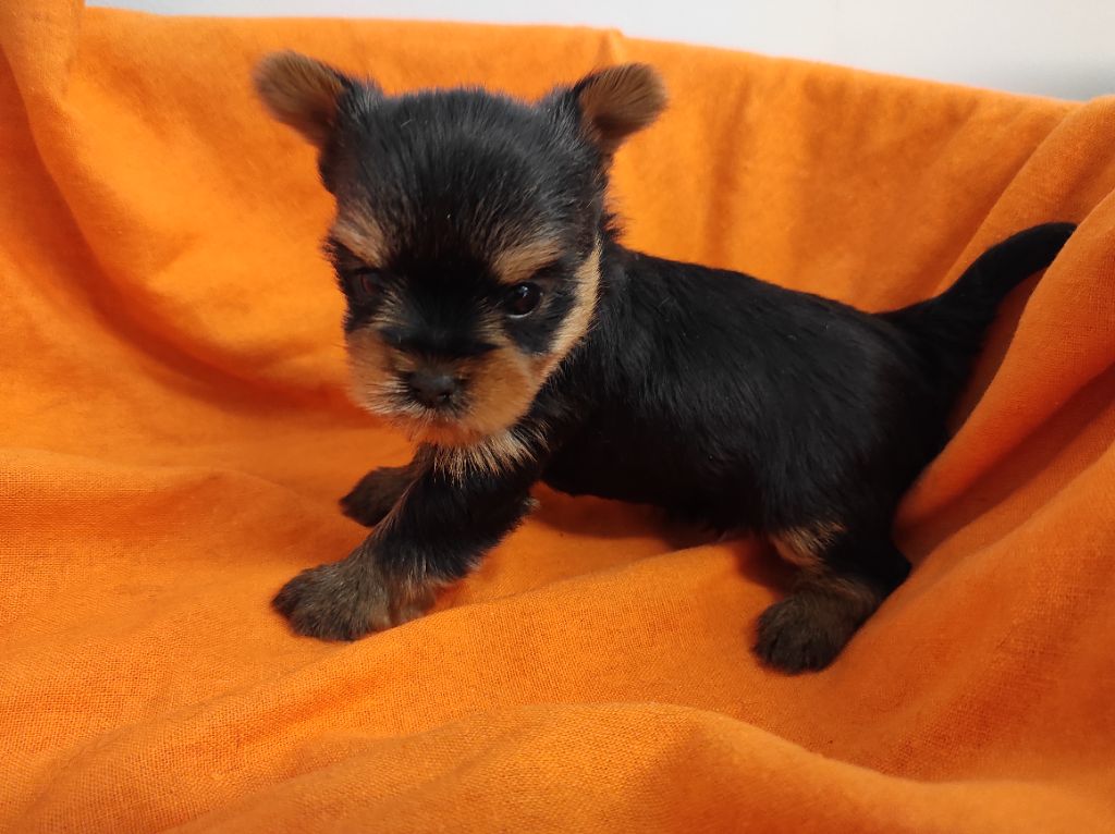 Du Soleil De Naconne - Chiots disponibles - Yorkshire Terrier