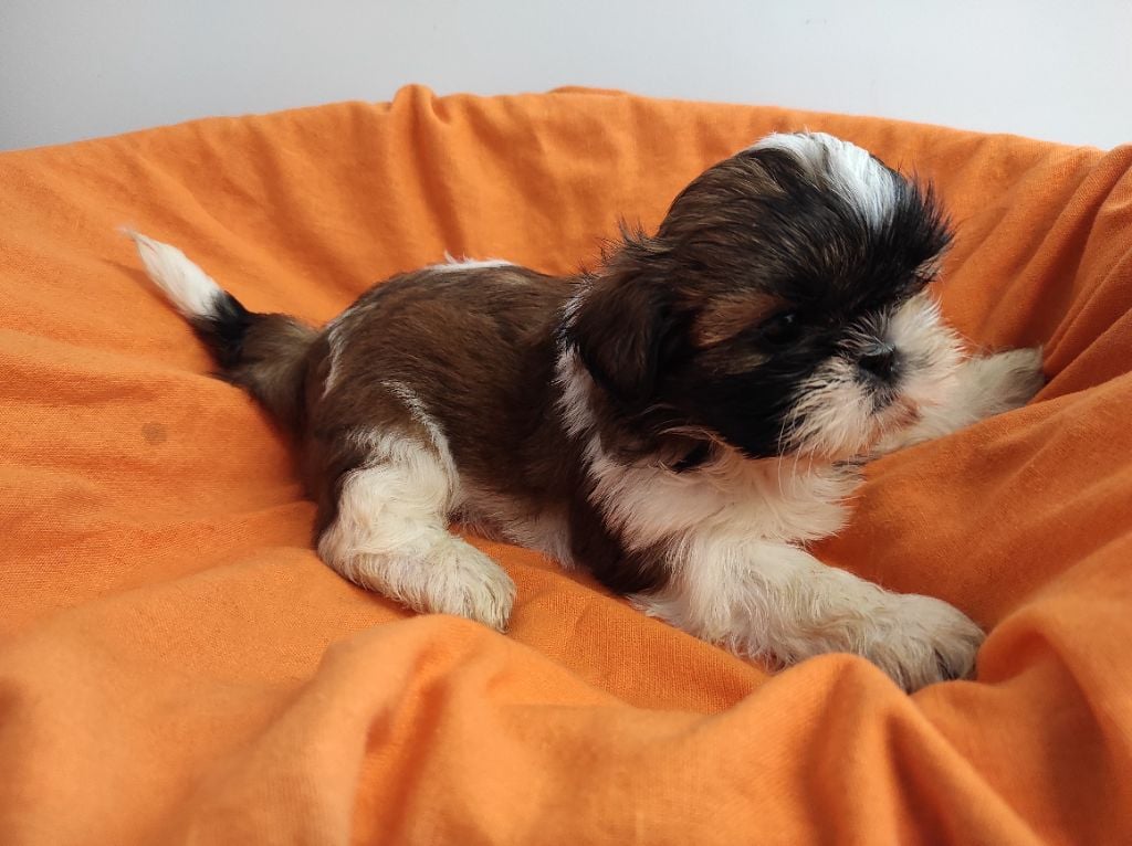 Du Soleil De Naconne - Chiots disponibles - Shih Tzu