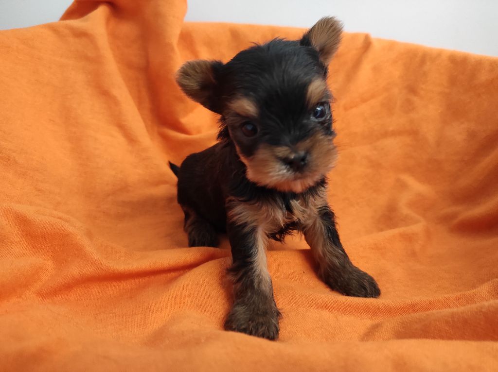 Du Soleil De Naconne - Chiots disponibles - Yorkshire Terrier