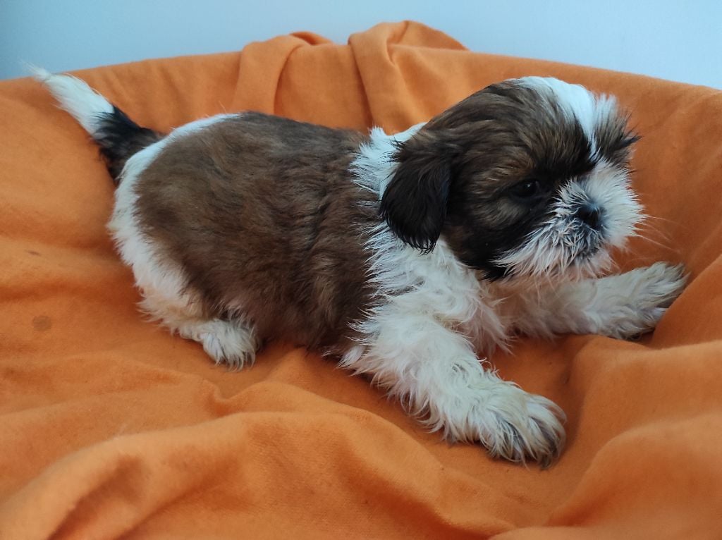 Du Soleil De Naconne - Chiots disponibles - Shih Tzu