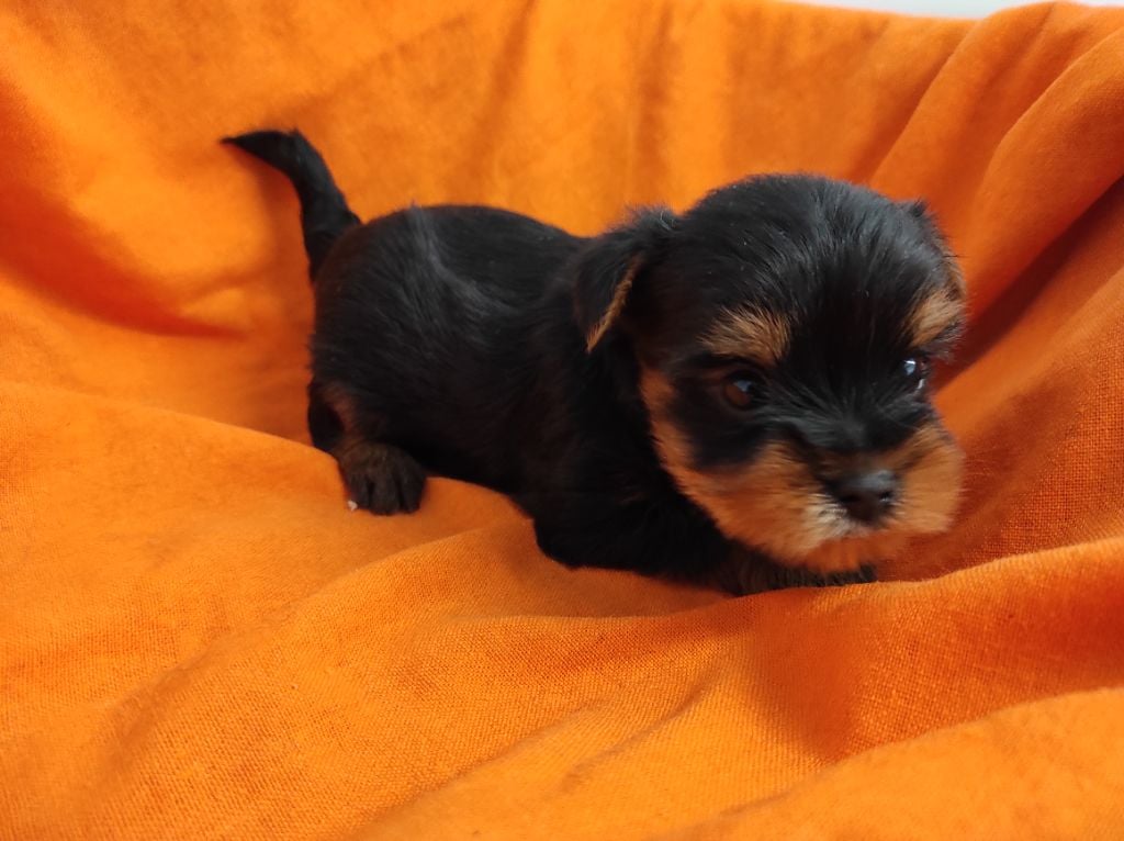 Du Soleil De Naconne - Chiots disponibles - Yorkshire Terrier