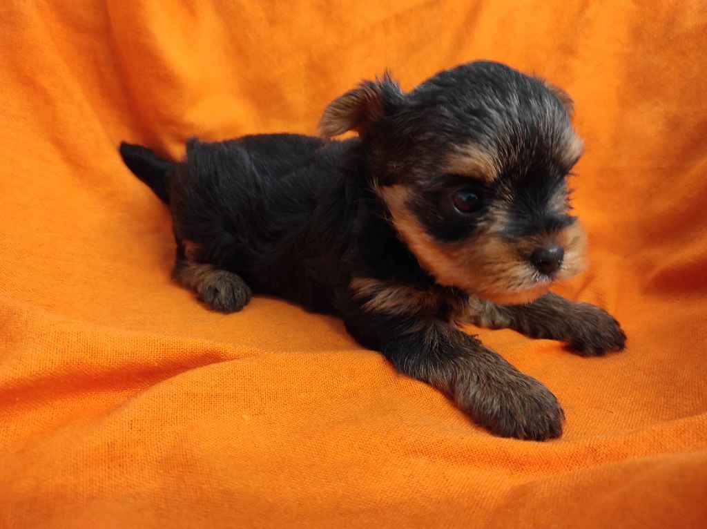 Du Soleil De Naconne - Chiots disponibles - Yorkshire Terrier