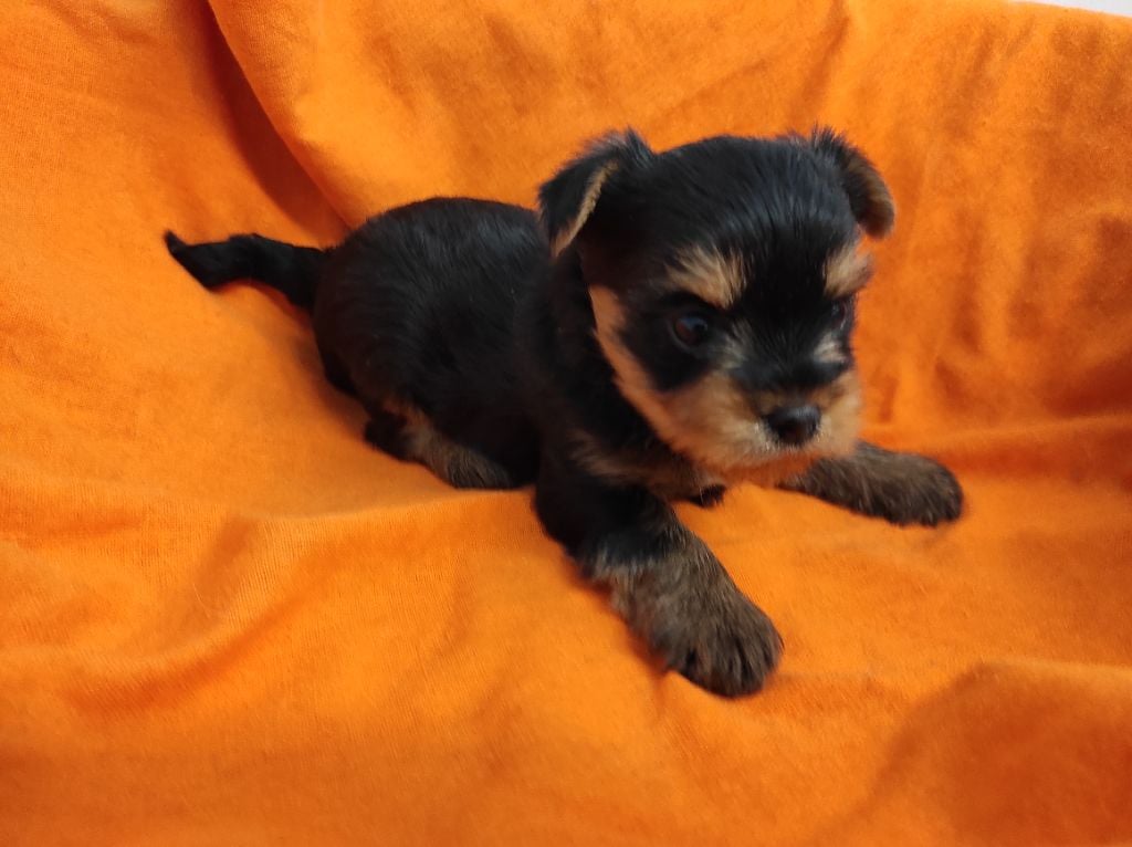 Du Soleil De Naconne - Chiots disponibles - Yorkshire Terrier