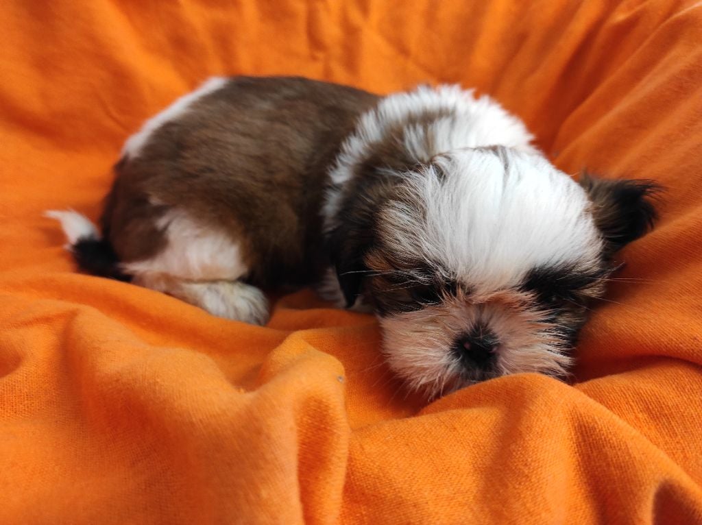 Du Soleil De Naconne - Chiots disponibles - Shih Tzu