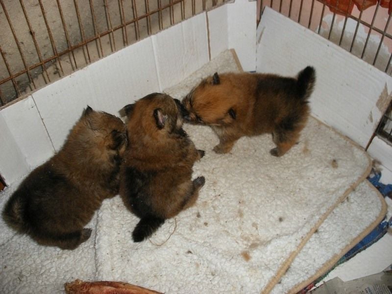 Chiot Spitz allemand De la vallée du toulourenc