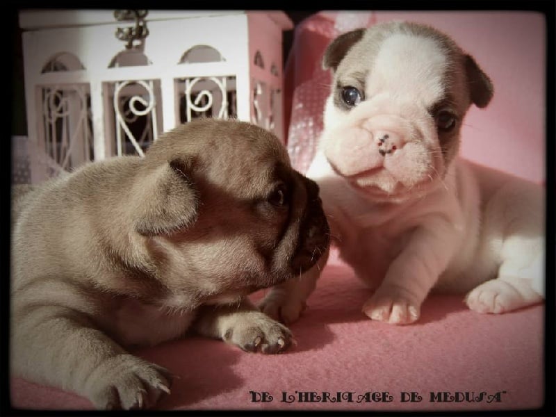 De L'heritage De Medusa - Bouledogue français - Portée née le 01/01/2014