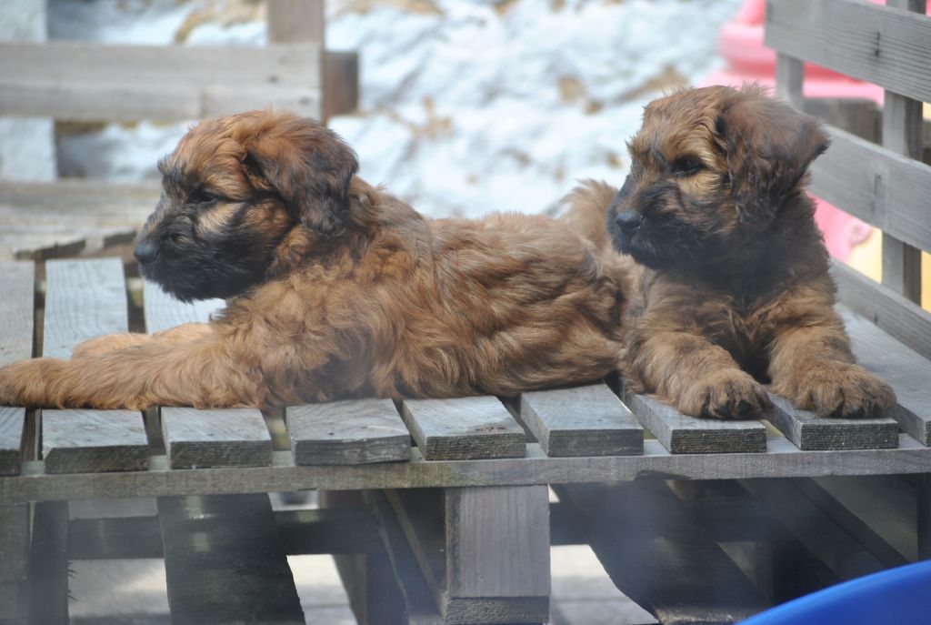 Chiot Berger de Brie Les pwelus d'el rotchete