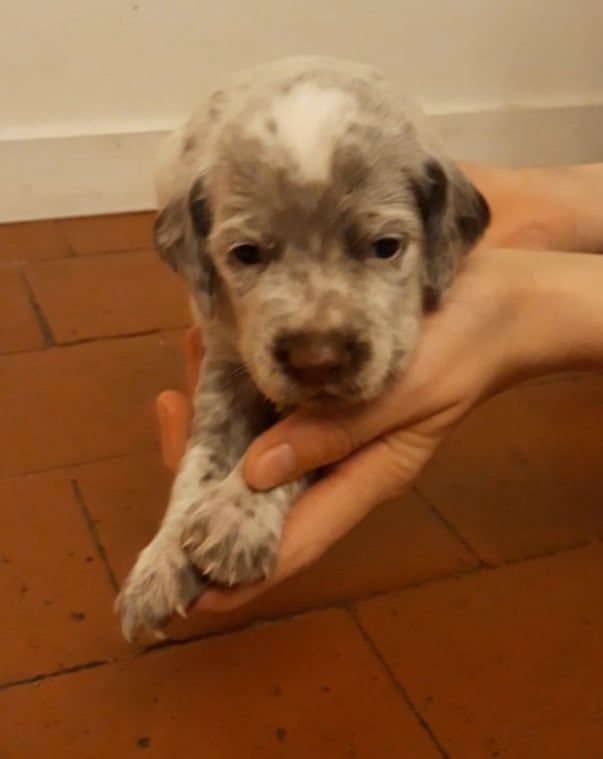 Chiot Braque du Bourbonnais De La Ferme Du Château